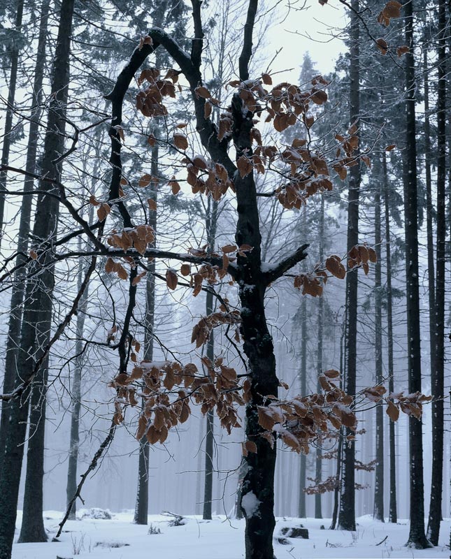 prohlen