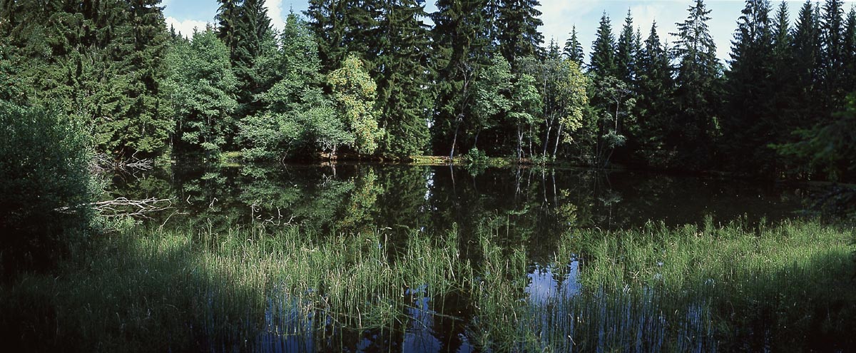 prohlen